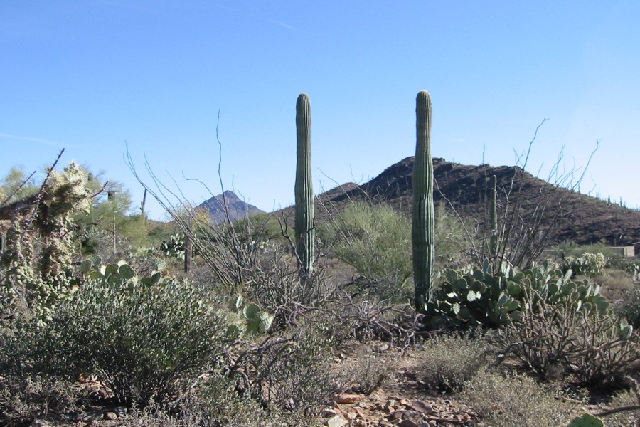 ../image/inside the arizona-sonora desert museum.jpg